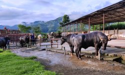मुर्रा राँगो : भैँसीको नश्ल सुधारका लागि विशेष योगदान