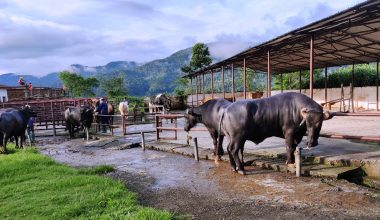 मुर्रा राँगो : भैँसीको नश्ल सुधारका लागि विशेष योगदान