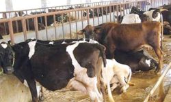 पशुमा पनि बाँझोपनको समस्या बढ्यो