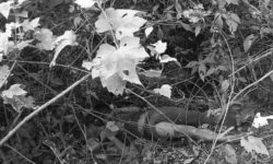 प्रवीण हत्या प्रकरण : राजुलाई जन्मकैद, गोविन्दलाई तीन वर्ष र प्रकाशलाई डेढ महिना कैद फैसला