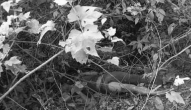 प्रवीण हत्या प्रकरण : राजुलाई जन्मकैद, गोविन्दलाई तीन वर्ष र प्रकाशलाई डेढ महिना कैद फैसला