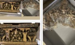 अष्ट्रेलियाको सङ्ग्रहालयबाट नेपाली पूरातात्विक महत्वका कलाकृति फिर्ता ल्याइदै