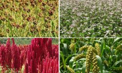 संरक्षण हुनै छाडे रैथाने बाली