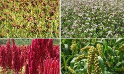 संरक्षण हुन छाड्यो रैथाने बाली