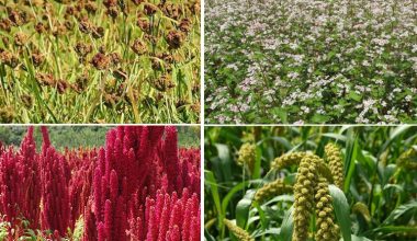 संरक्षण हुन छाड्यो रैथाने बाली