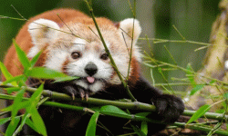 ताप्लेजुङमा हाब्रे सेन्टर