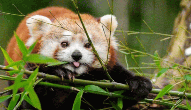 ताप्लेजुङमा हाब्रे सेन्टर