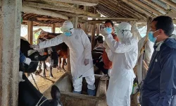 ‘लम्पी स्किन’ रोगविरुद्ध खोप अभियान