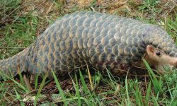 सङ्कटमा सालक