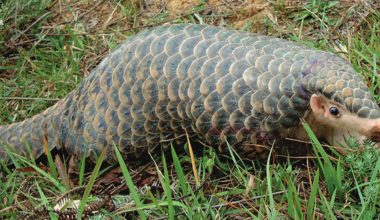 सङ्कटमा सालक