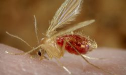 कालीकोटमा कालाजारका बिरामी भेटिए