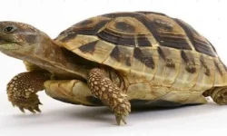 लोपोन्मुख कछुवा जोगाउनै गाह्रो