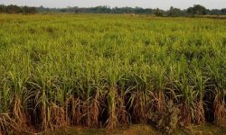 बाँझो जमिन हराभरा