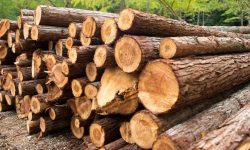 वार्षिक तीन करोड घनफिट काठ आपूर्ति कसरी सम्भव हुन्छ ?