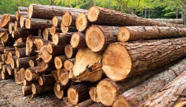 वार्षिक तीन करोड घनफिट काठ आपूर्ति कसरी सम्भव हुन्छ ?