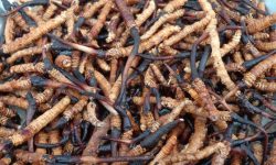 हिमाली हिरा यार्सा बेचेर करोडौँ आम्दानी