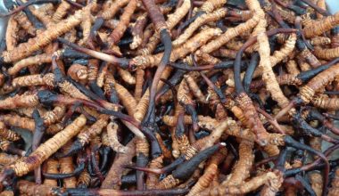 हिमाली हिरा यार्सा बेचेर करोडौँ आम्दानी