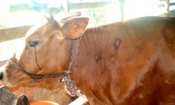 लम्पी स्किन रोगका कारण नेपालमा ‘१.२६ खर्बको क्षति हुने’