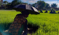 साताका सात तस्बिर