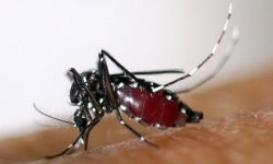 डेङ्गी सङ्क्रमण : १० जिल्लामा मात्र ८७ प्रतिशत बिरामी