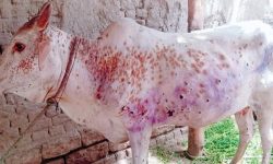 लम्पी स्किनको महामारी रोक्न निःशुल्क खोप गोठगाठमै प्राविधिक टोली