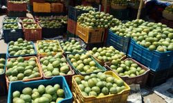 बजारमा नेपाली आँपकै एकछत्र राज