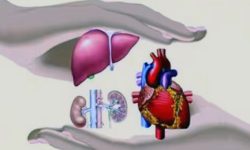 अङ्गदान गर्ने महिला, लिने पुरुष