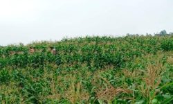 प्रधानमन्त्री कृषि आधुनिकीकरण परियोजना : बाख्रालाई डाले घाँस र आलु भण्डारण घर