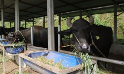 भारतबाट मुर्रा भैँसी, अमेरिका र अष्ट्रेलियाबाट घाँस !