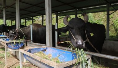 भारतबाट मुर्रा भैँसी, अमेरिका र अष्ट्रेलियाबाट घाँस !