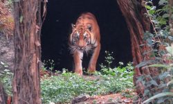 चिडियाखानाका बाघ मोटाएपछि…