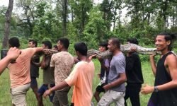 लामिटारमा भेटिएको अजिङ्गर निकुञ्जमा छाडियो