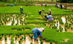 घटदो छ कृषि कर्म