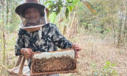 चेपाङको चलन : छोरीलाई दाइजो चिउरीको बोट