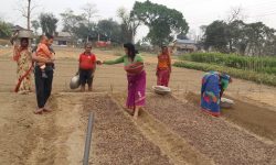 मेटलाइफ फाउन्डेसनद्वारा वन जंगल पुनरुत्थान परियोजनाका लागि सहयोग