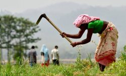 कृषि क्षेत्रमा पर्याप्त बजेट नल्याइएकाे कर्णालीका सांसदको गुनासो