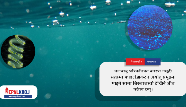 जलवायु परिवर्तन : २० वर्षमा ५६ प्रतिशत समुद्रको रङ परिवर्तन