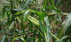 बाँदर आतङ्कले किसान हैरानी : कुरुवा बस्दै बित्छ दिन