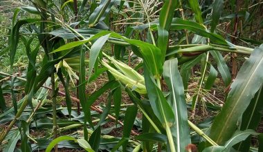 बाँदर आतङ्कले किसान हैरानी : कुरुवा बस्दै बित्छ दिन