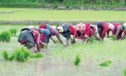 देशभर ६८ प्रतिशत रोपाइँ, पानी नपर्दा ढिलाइ