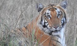 नेपालमा हाल बाघको सङ्ख्या