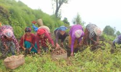 लोप हुँदै पर्म परम्परा