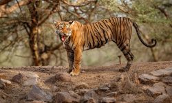 बाघको आक्रमणबाट मृत्यु