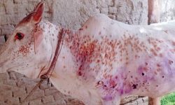 ‘लम्पी स्किन’ले गोरु मर्न थालेपछि रोपाइँमा बाधा