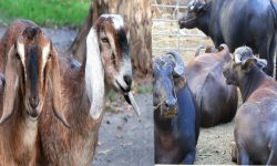 हलेसीमा भैँसी र बाख्रा वितरण