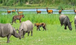 वन्यजन्तु बढ्दा डर लाग्दैन