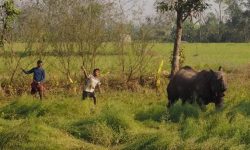 मानव–वन्यजन्तु द्वन्द्व : पाँच वर्षमा दुई सय जनाको मृत्यु, ६० करोड बढी राहत क्षतिपूर्ति