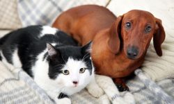 कुकर, बिरालोको मासु बिक्रीमा प्रतिबन्ध