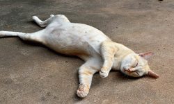 बिरालोको राजधानीमा तीन लाख बिरालो मरे