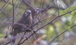 सहश्राब्दी पदमार्गलाई पर्यटकीय गन्तव्य बनाइने